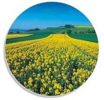 Discos para Sesamo: Semeato, Tatu, Jumil, Baldan